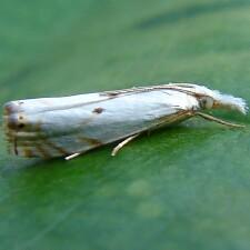 Microcrambus biguttellus