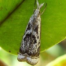 Microcrambus elegans