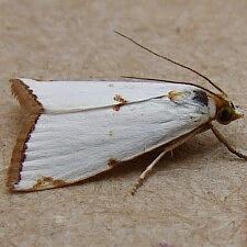 Argyria lacteella