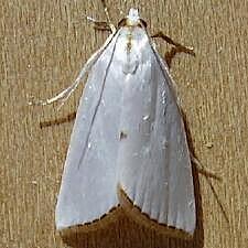 Urola nivalis