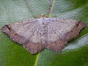 Macaria bicolorata