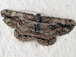 Anavitrinella pampinaria