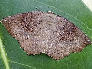 Eutrapela clemataria