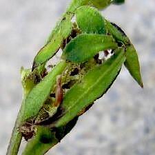 Synchlora frondaria