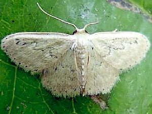 Idaea hilliata