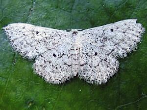 Idaea ostentaria