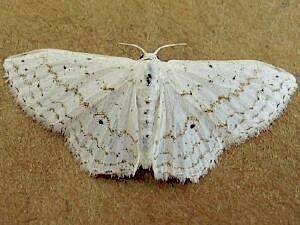 Idaea tacturata