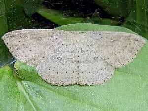 Cyclophora pendulinaria