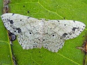 Scopula compensata