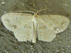 Scopula compensata