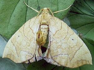 Eulithis diversilineata