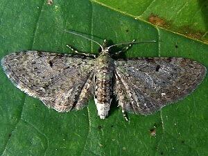 Eupithecia miserulata