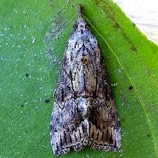 Hypena scabra