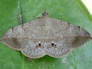 Anticarsia gemmatalis