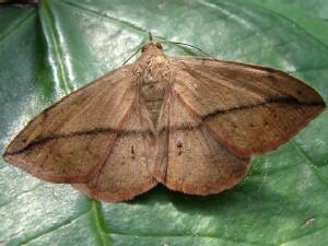 Anticarsia gemmatalis