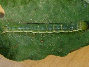 Anticarsia gemmatalis