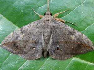 Anticarsia gemmatalis