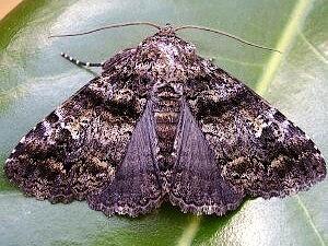 Metria amella