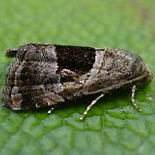 Tripudia rectangula