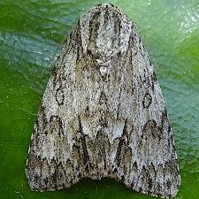 Acronicta americana