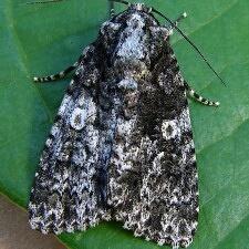 Acronicta afflicta