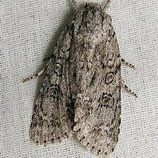 Acronicta impleta