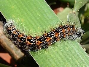 Acronicta insularis