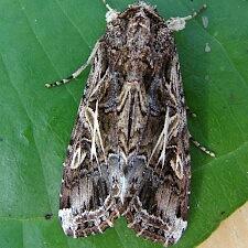 Spodoptera ornithogalli