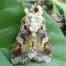 Spodoptera latifascia