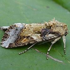 Spodoptera latifascia