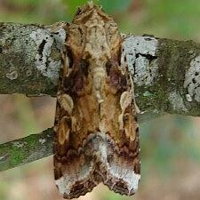 Spodoptera latifascia