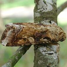 Spodoptera latifascia