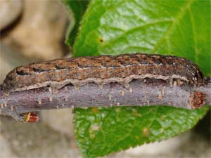 Abagrotis benjamini