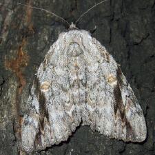 Catocala maestosa