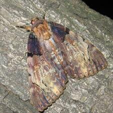 Catocala nebulosa