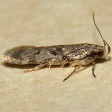 Chionodes obscurusella