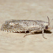 Pelochrista comatulana