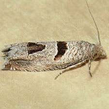 Pelochrista costastriata