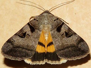 Catocala whitneyi