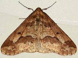 Erannis defoliaria