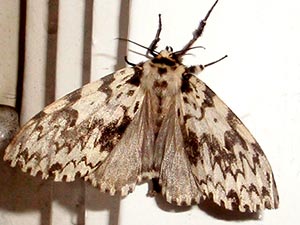 Lymantria monacha