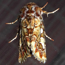  flammea