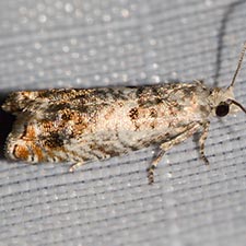 Epinotia rectiplicana