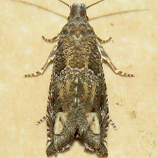 Epiblema numerosana