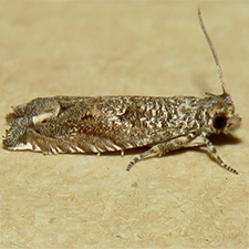 Epiblema numerosana