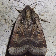 Abagrotis discoidalis