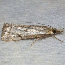 Microcrambus polingi