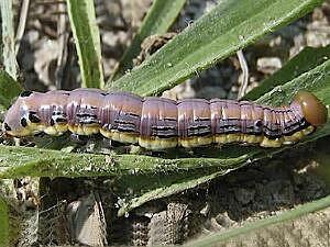 Dasylophia anguina