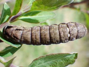 Eurois occulta