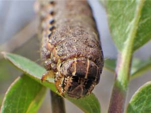 Eurois occulta